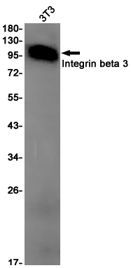 Integrin beta 3 Rabbit mAb ABZ3019