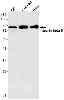 Integrin beta 5 Rabbit mAb ABZ3020