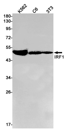IRF1 Rabbit mAb ABZ3021