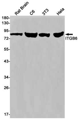 Integrin beta 6 Rabbit mAb ABZ3023