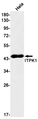 ITPK1 Rabbit mAb ABZ3024