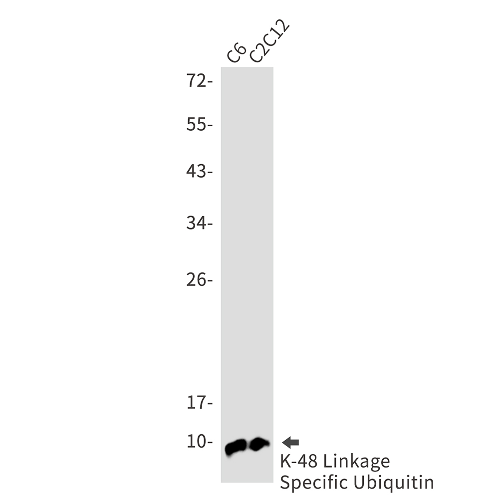 Ubiquitin K48 Rabbit mAb ABZ3025