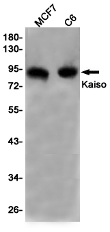 Kaiso Rabbit mAb ABZ3026