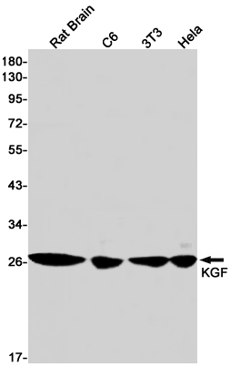 KGF/FGF-7 Rabbit mAb ABZ3030