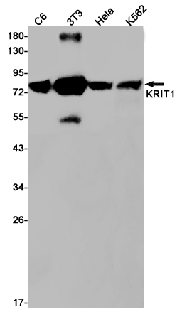 KRIT1 Rabbit mAb ABZ3032