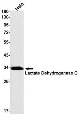 Lactate Dehydrogenase C Rabbit mAb ABZ3033
