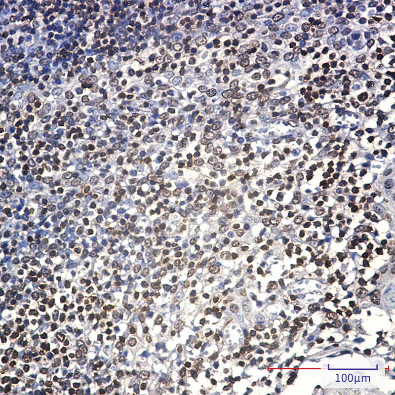 Lck Rabbit mAb ABZ3037