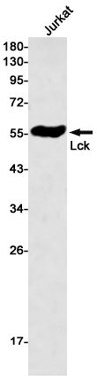 Lck Rabbit mAb ABZ3037