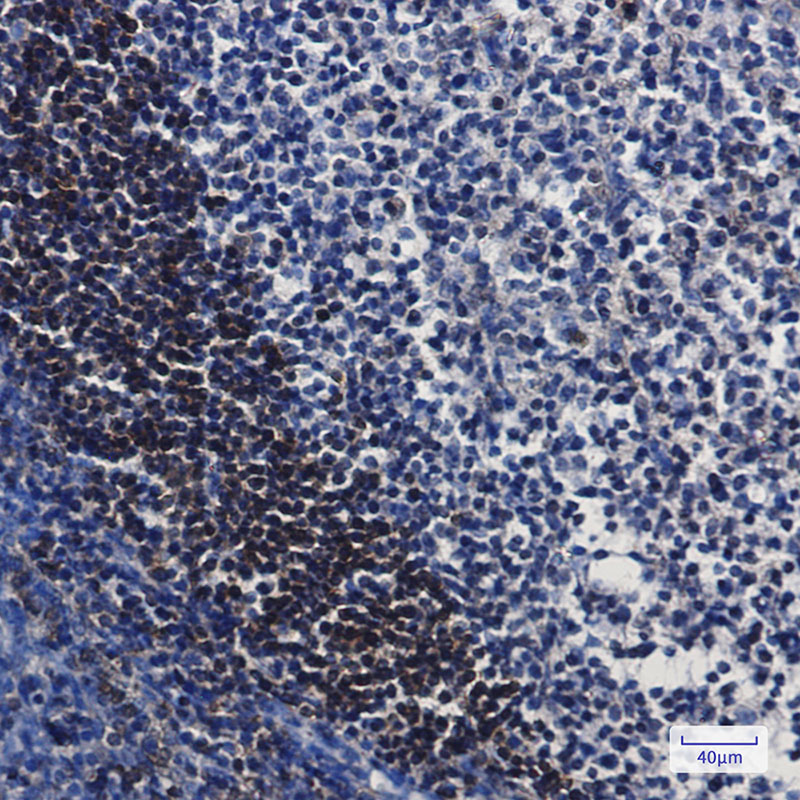 Leukotriene A4 Hydrolase Rabbit mAb ABZ3038