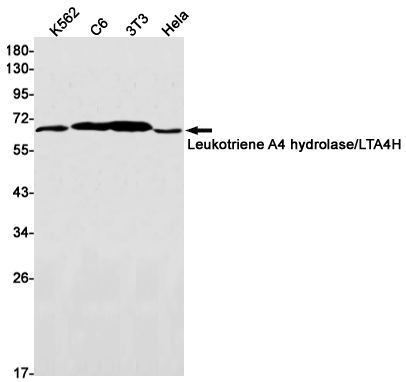 Leukotriene A4 Hydrolase Rabbit mAb ABZ3038