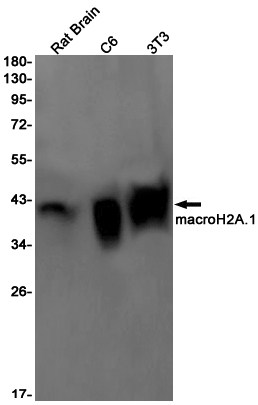 mH2A1 Rabbit mAb ABZ3042