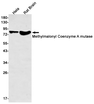 Methylmalonyl Coenzyme A mutase Rabbit mAb ABZ3049
