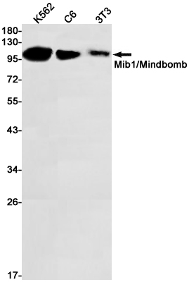 MIB1 Rabbit mAb ABZ3051