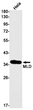 MLD Rabbit mAb ABZ3054