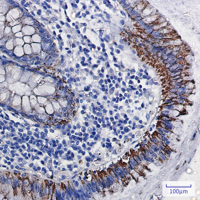 Monoamine Oxidase A Rabbit mAb ABZ3057