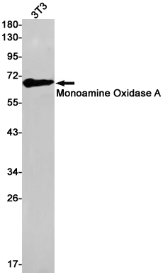 Monoamine Oxidase A Rabbit mAb ABZ3057