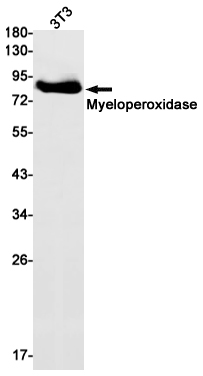 Myeloperoxidase Rabbit mAb ABZ3061