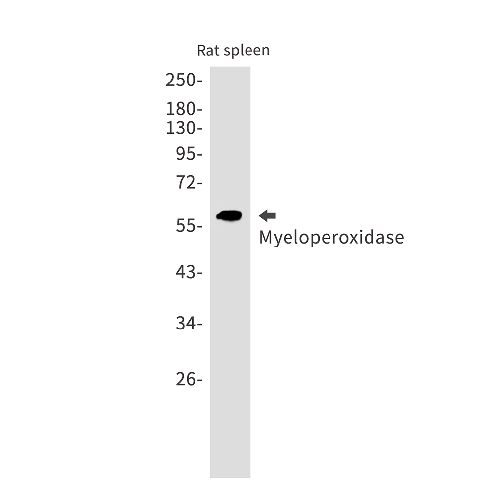 Myeloperoxidase Rabbit mAb ABZ3062