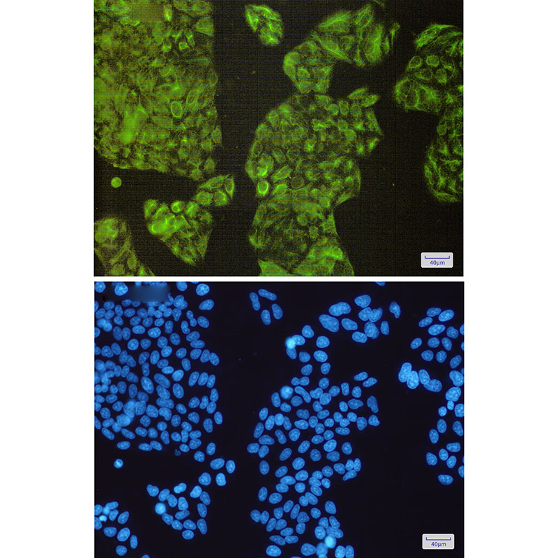 NCK2 Rabbit mAb ABZ3066
