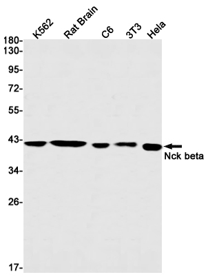 NCK2 Rabbit mAb ABZ3066