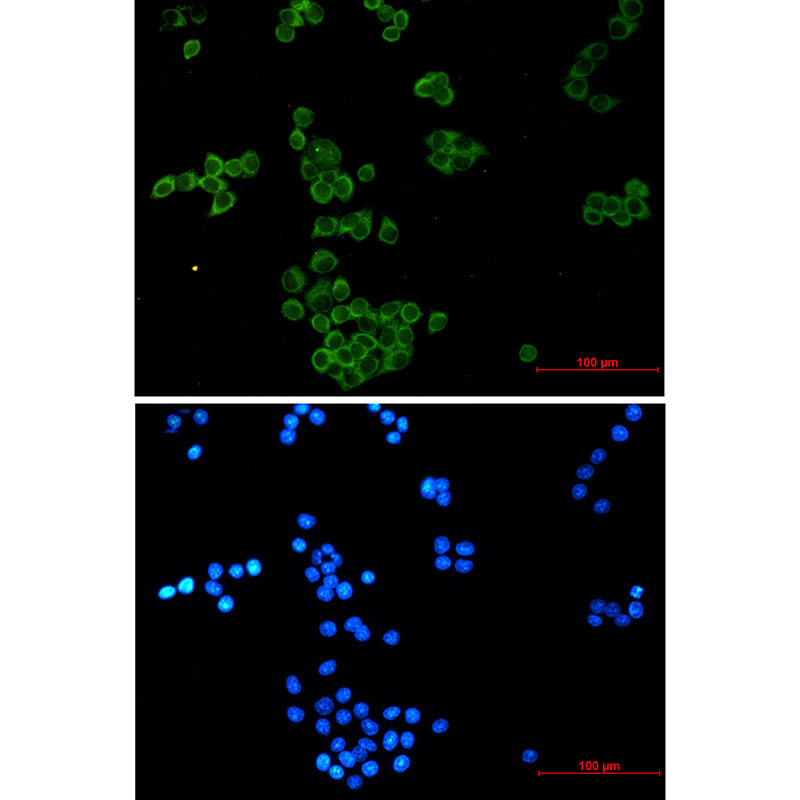 Nck Rabbit mAb ABZ3067