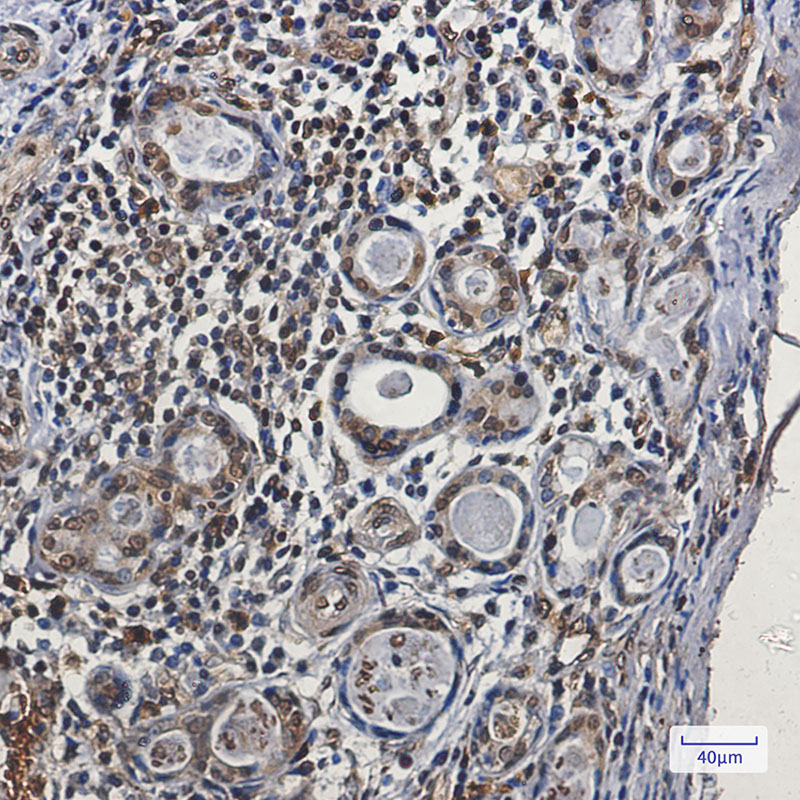 Nck Rabbit mAb ABZ3067