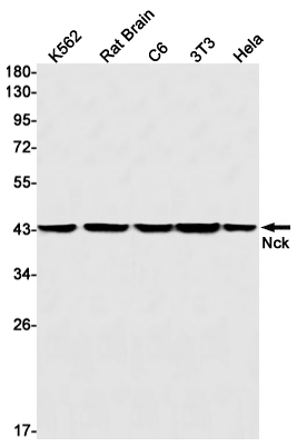 Nck Rabbit mAb ABZ3067