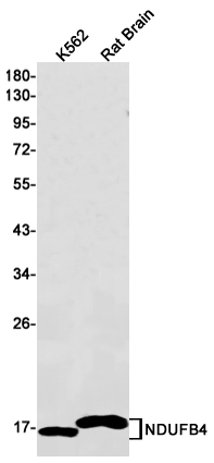 NDUFB4 Rabbit mAb ABZ3070