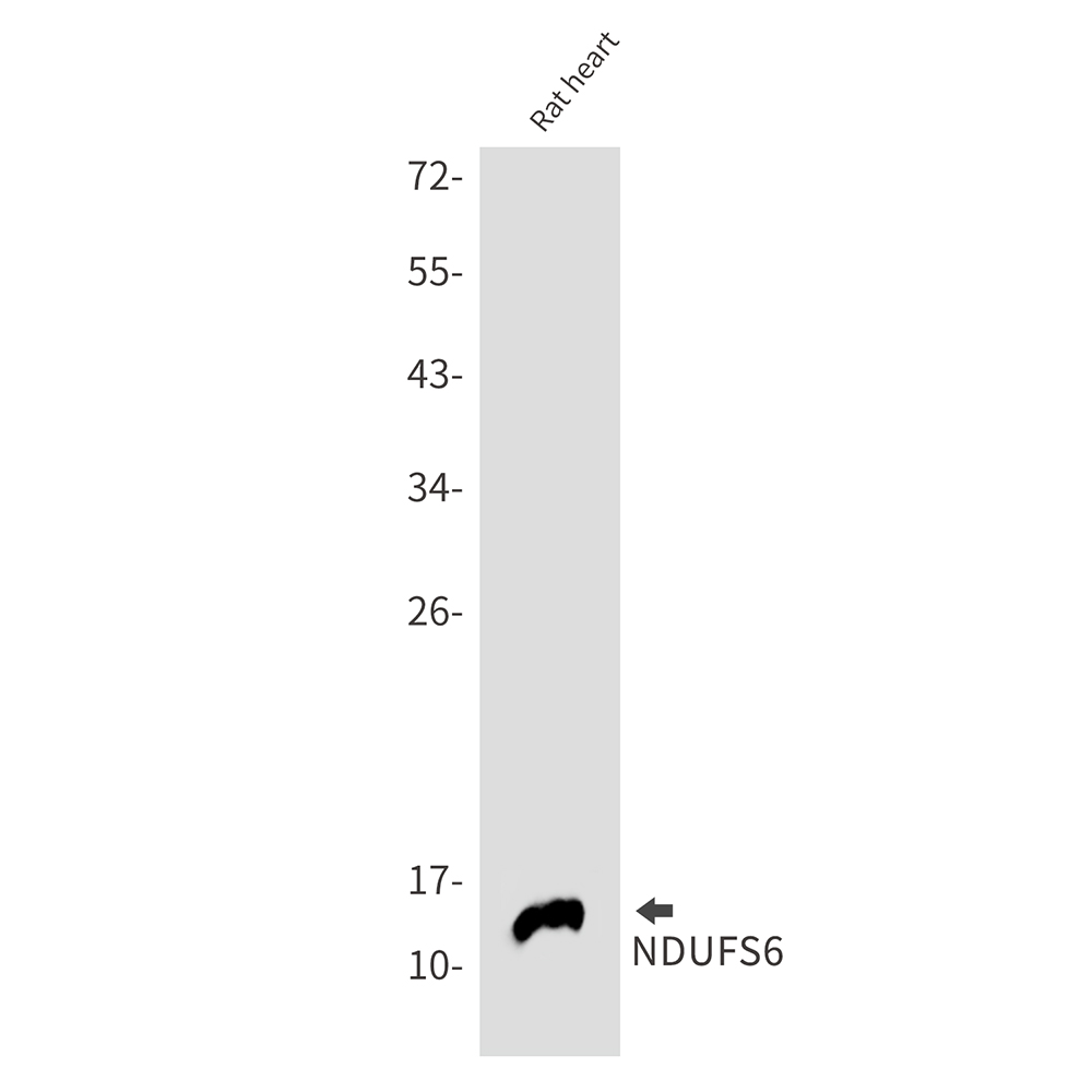 NDUFS6 Rabbit mAb ABZ3072
