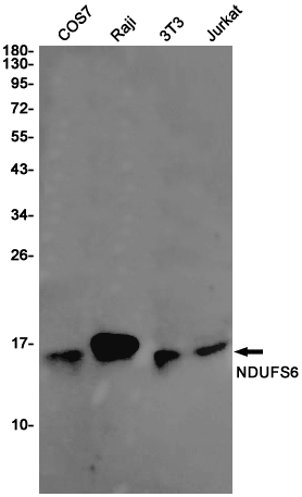 NDUFS6 Rabbit mAb ABZ3072