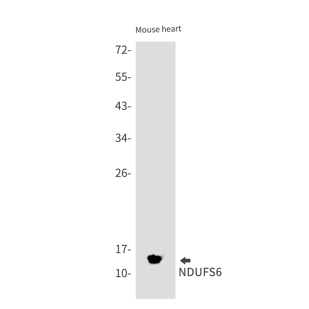 NDUFS6 Rabbit mAb ABZ3073