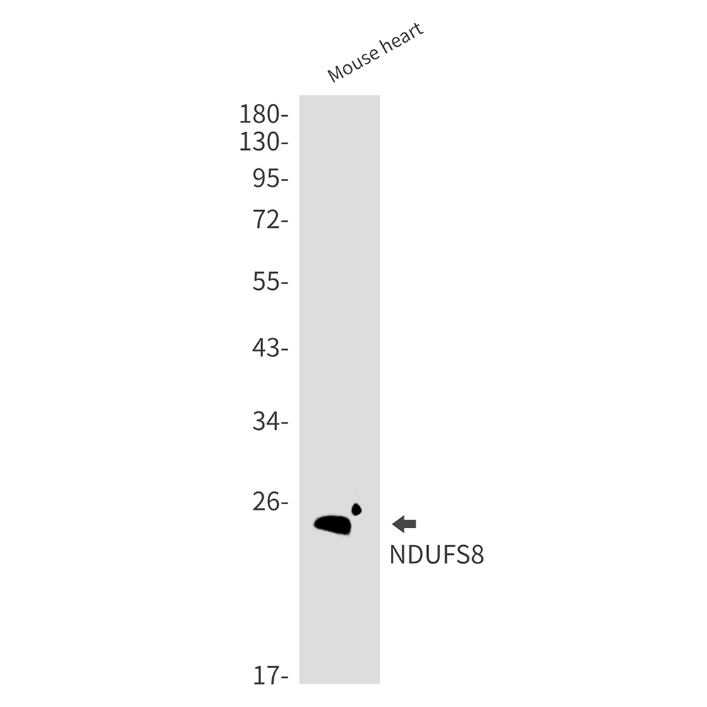 NDUFS8 Rabbit mAb ABZ3074