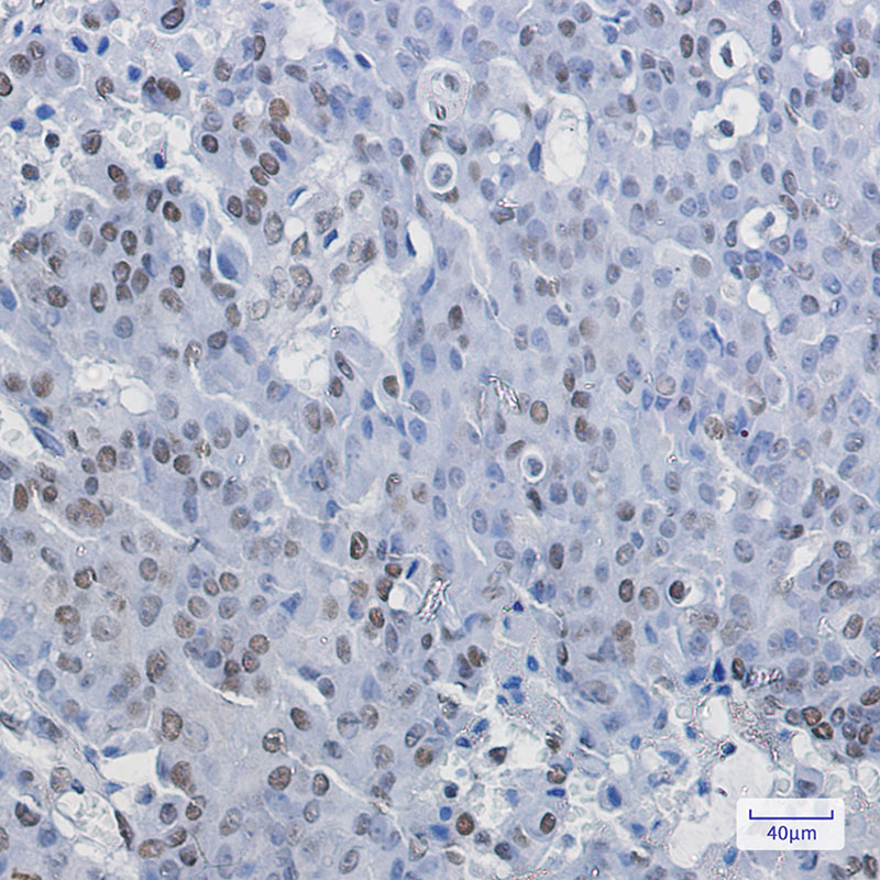 NELFE Rabbit mAb ABZ3076