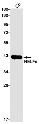 NELFE Rabbit mAb ABZ3076
