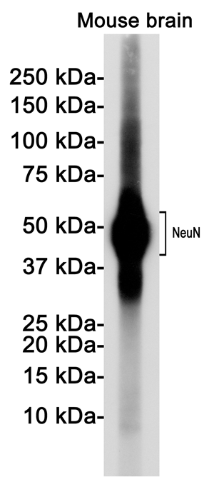NeuN Rabbit mAb ABZ3077