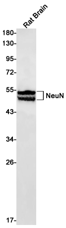NeuN Rabbit mAb ABZ3077