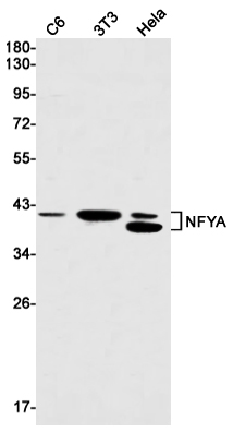 NFYA Rabbit mAb ABZ3080