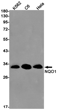 NQO1 Rabbit mAb ABZ3081