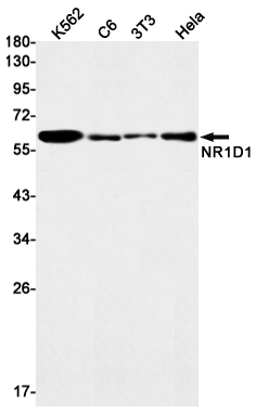NR1D1 Rabbit mAb ABZ3082