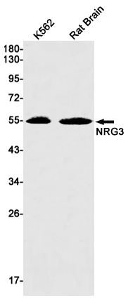 NRG3 Rabbit mAb ABZ3083