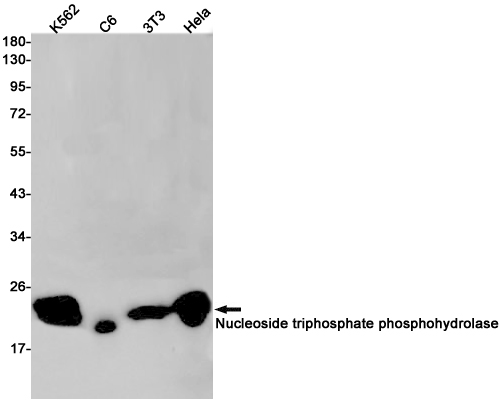 Nucleoside triphosphate phosphohydrolase Rabbit mAb ABZ3086