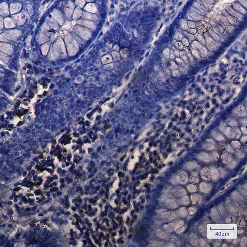 NUDT19 Rabbit mAb ABZ3087