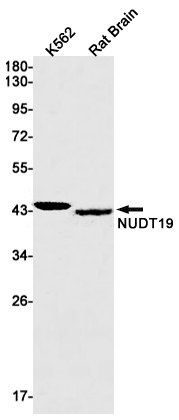 NUDT19 Rabbit mAb ABZ3087