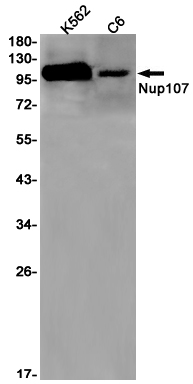 Nup107 Rabbit mAb ABZ3089