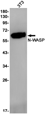 N WASP Rabbit mAb ABZ3091