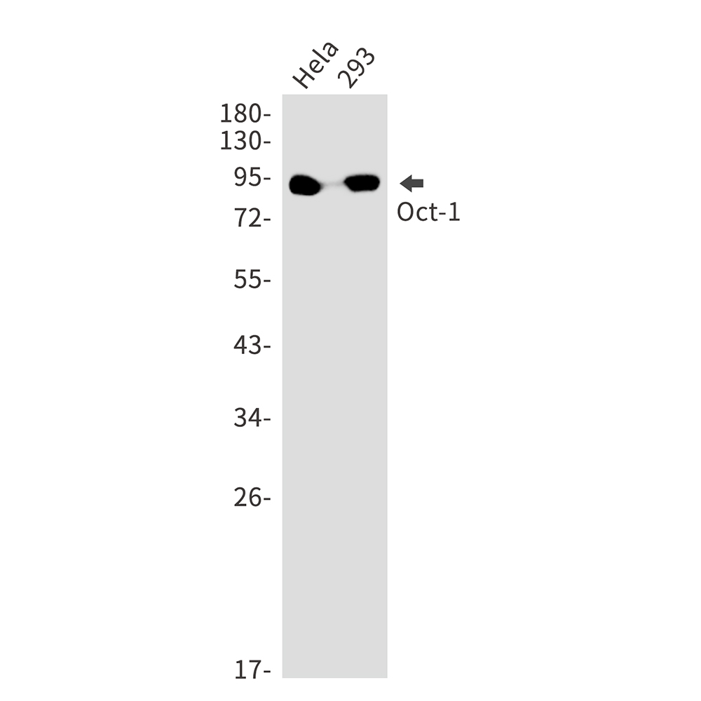 Oct-1 Rabbit mAb ABZ3092