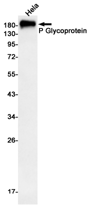 P Glycoprotein Rabbit mAb ABZ3095