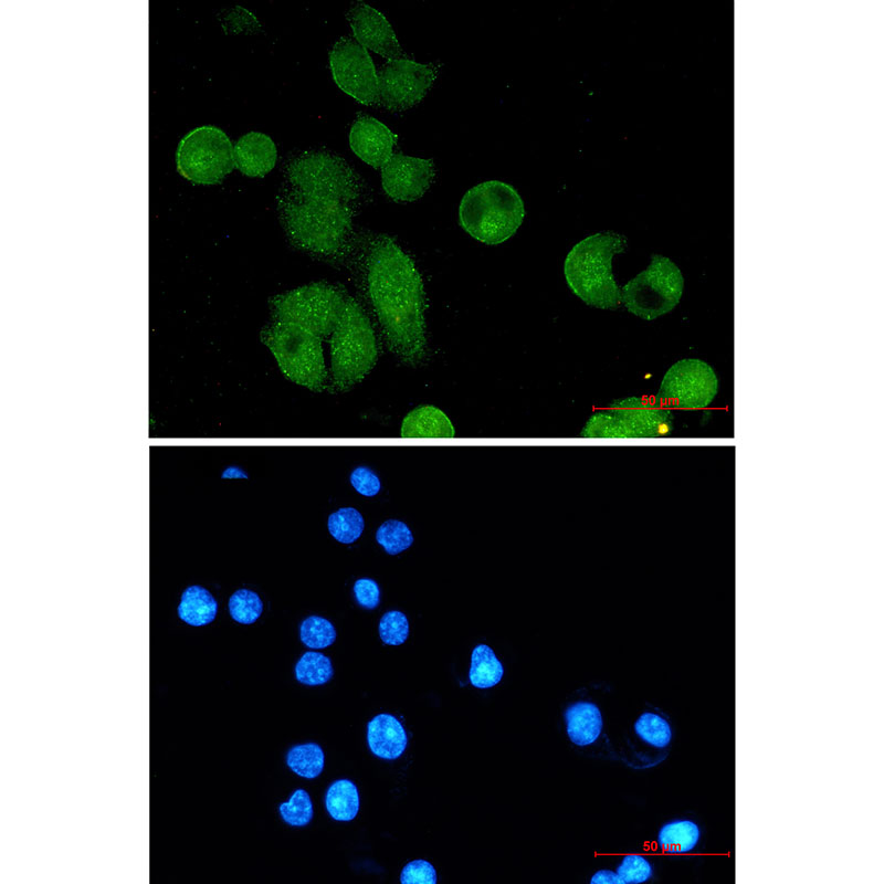 Nibrin Rabbit mAb ABZ3102