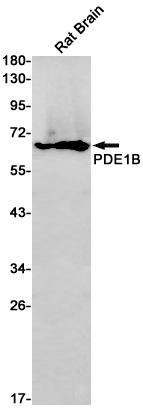 PDE1B Rabbit mAb ABZ3109