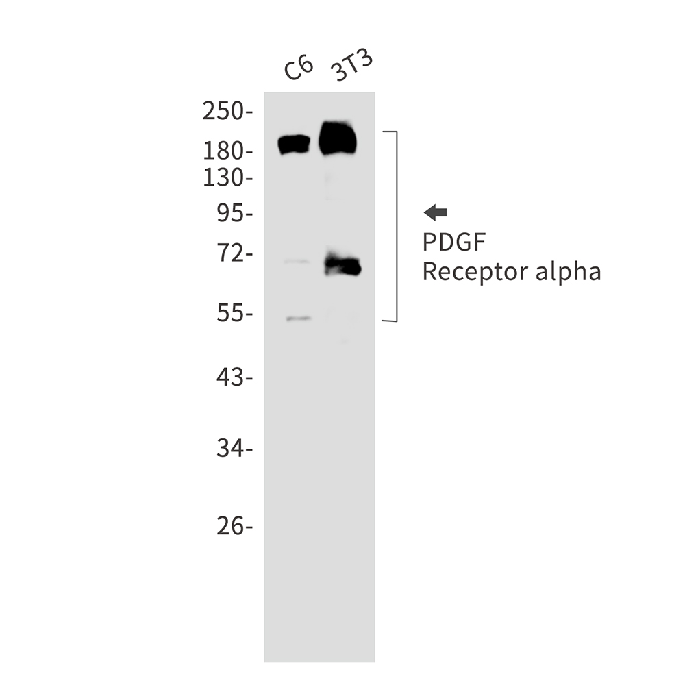 PDGFR alpha Rabbit mAb ABZ3110